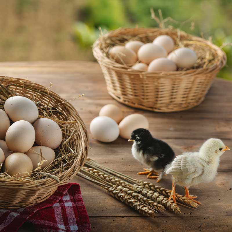 uova e galline nere atriane
