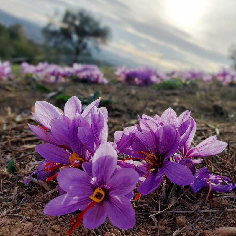 prodotti Bio in Abruzzo