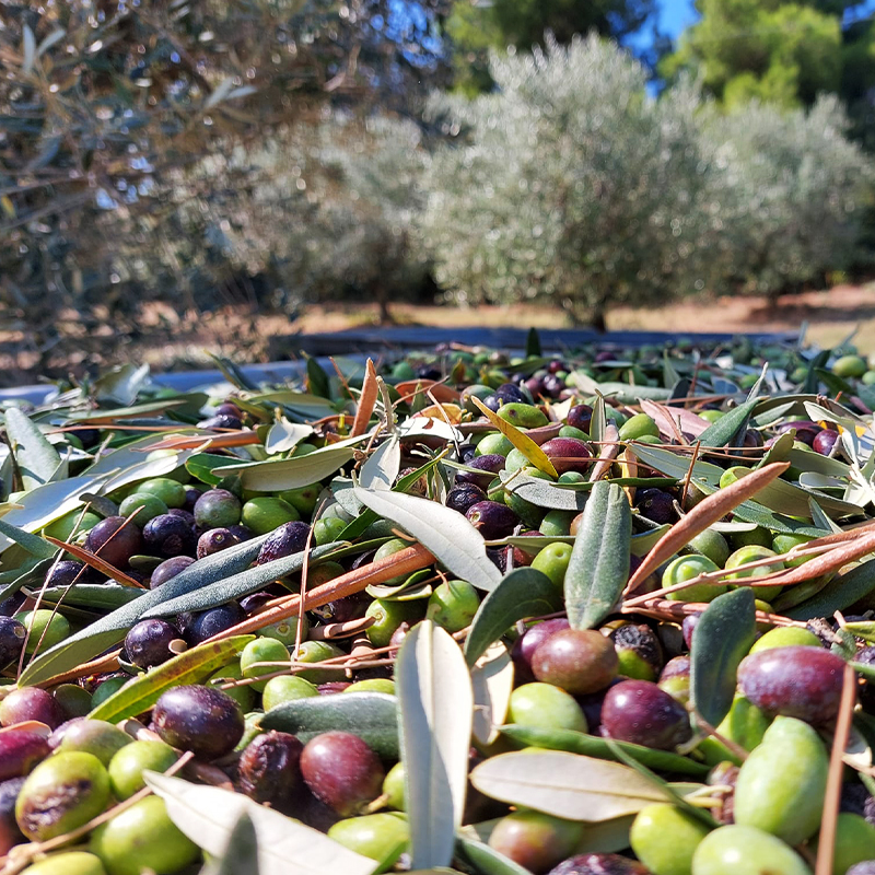 Olio extravergine di oliva in Abruzzo