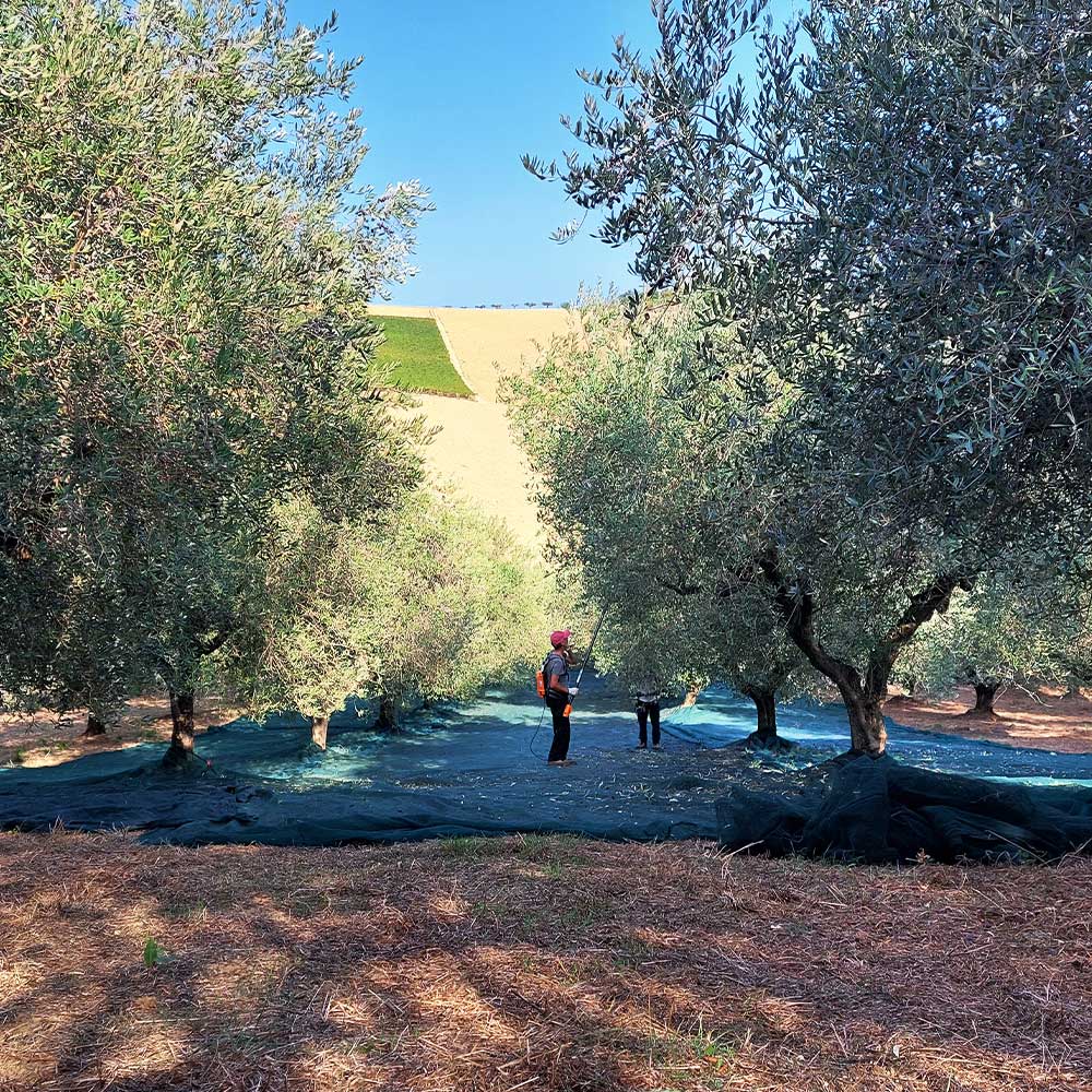 raccolta ulivo a Tortoreto